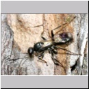 Dipogon subintermedius - Wegwespe 09b 6mm Sandgrube Niedringhaussee det.jpg